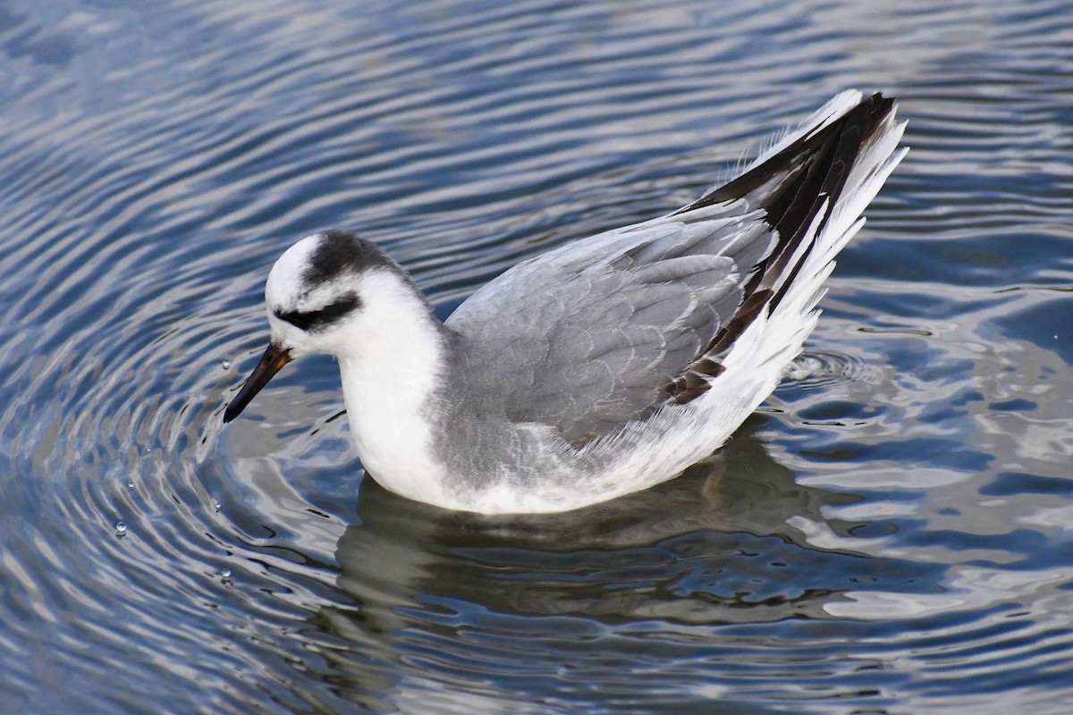 Red Phalarope - ML522564521