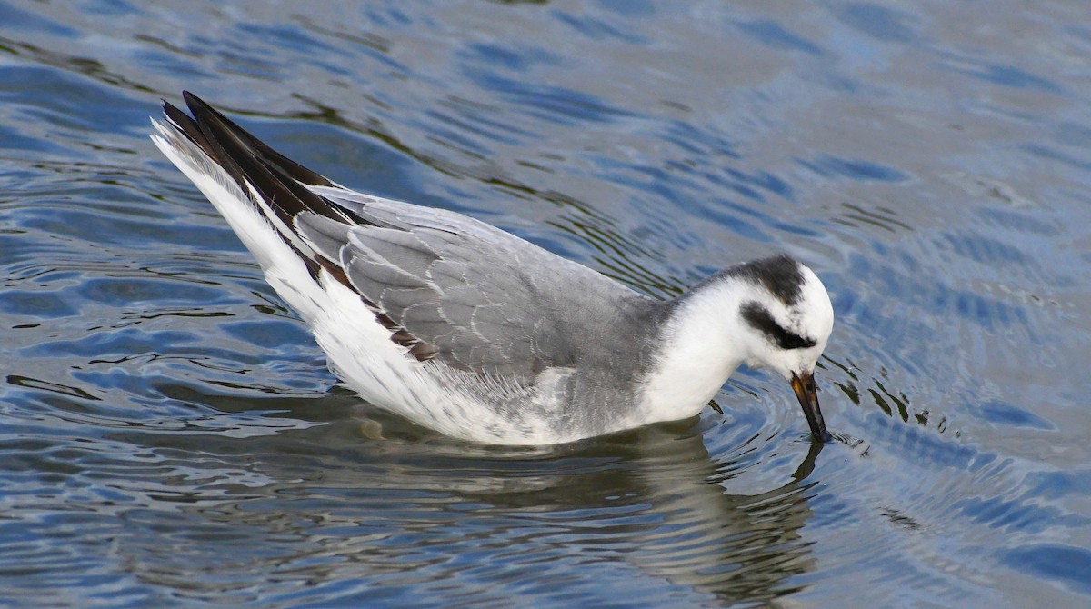 Red Phalarope - ML522564541