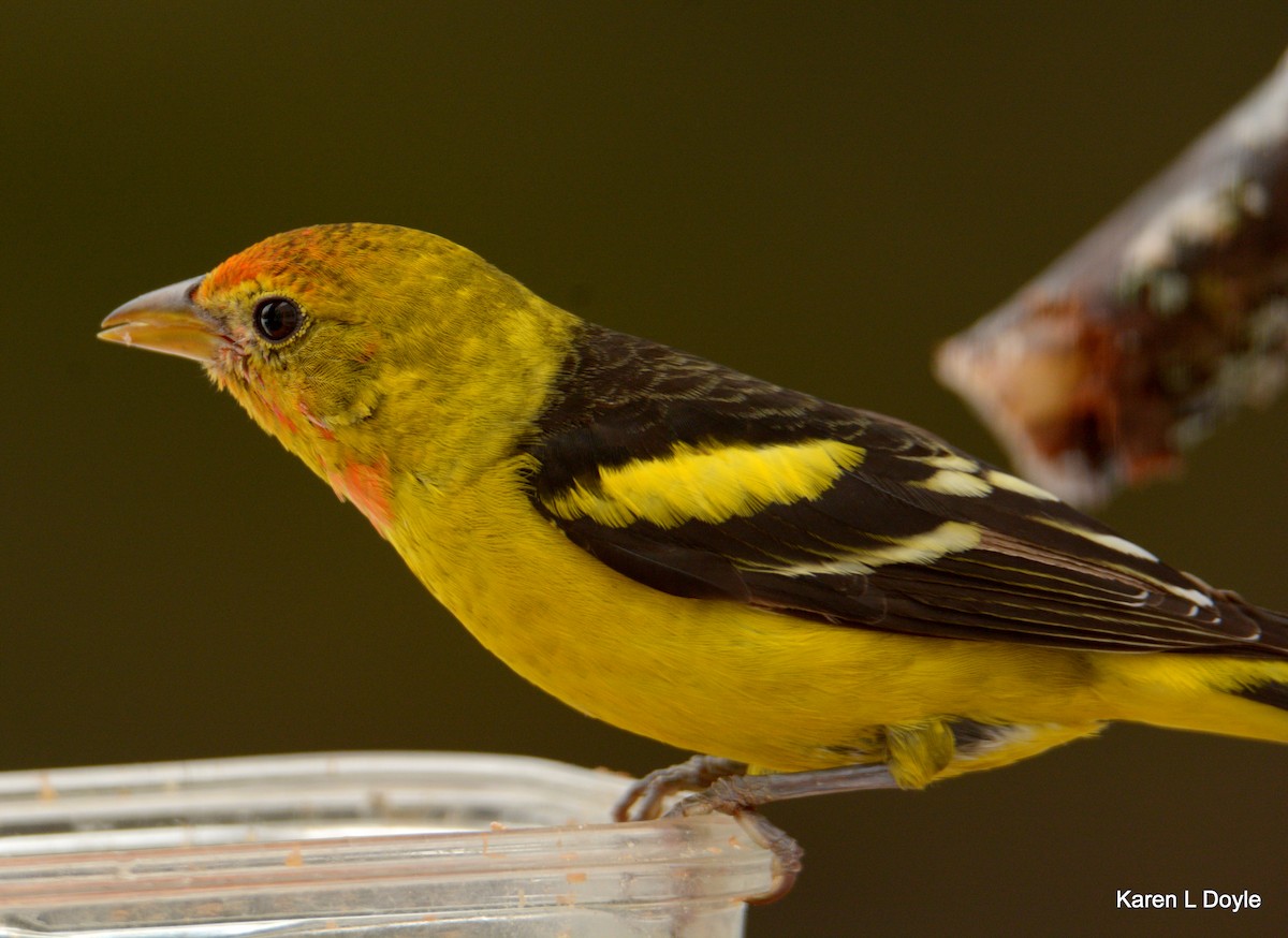 Western Tanager - ML52256561