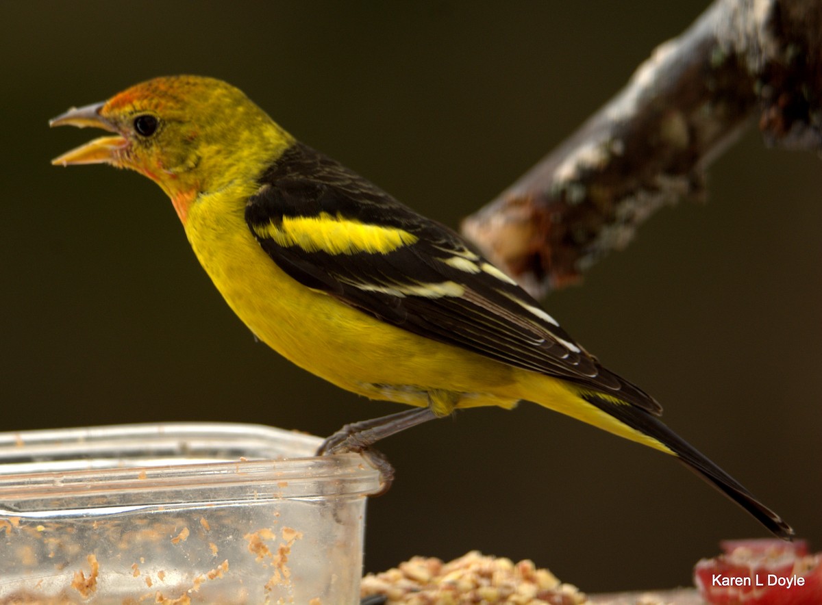 Western Tanager - ML52256591