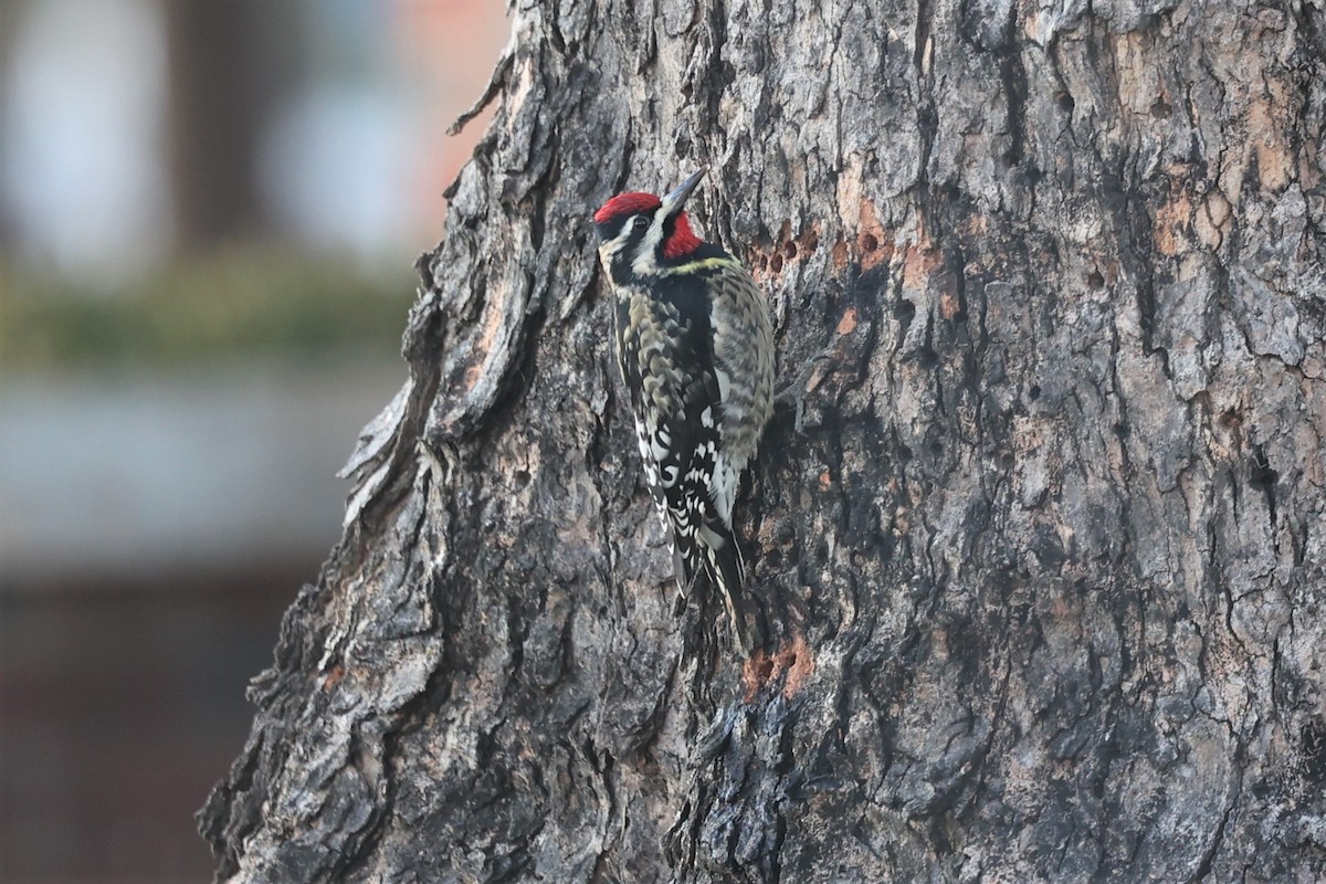 Yellow-bellied Sapsucker - ML522566291