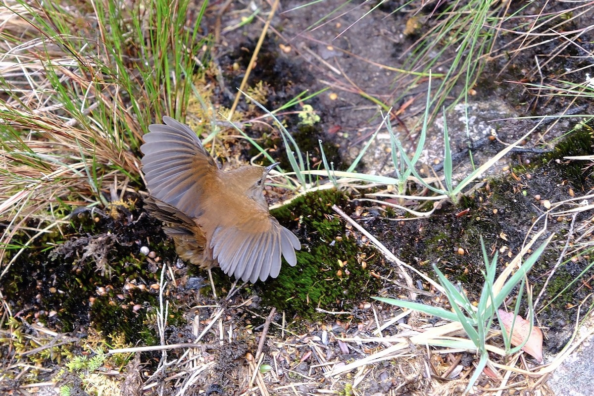 Friendly Bush Warbler - I-Ju Chen