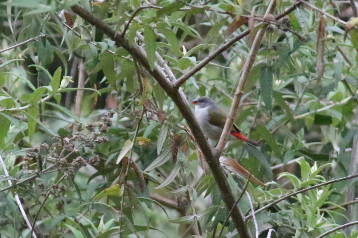 Swee Waxbill - ML522568861