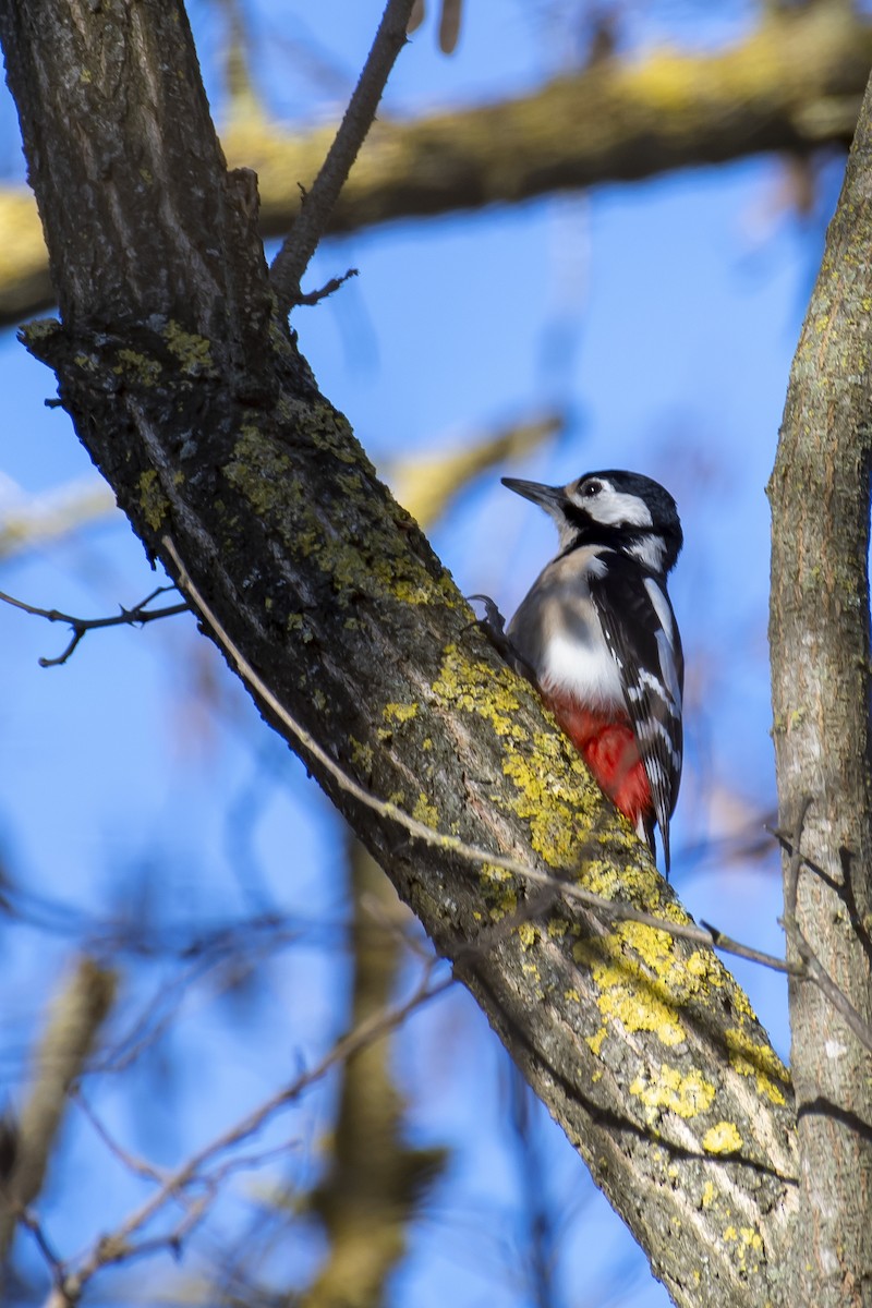 Great Spotted Woodpecker - Vittorio Cattelan