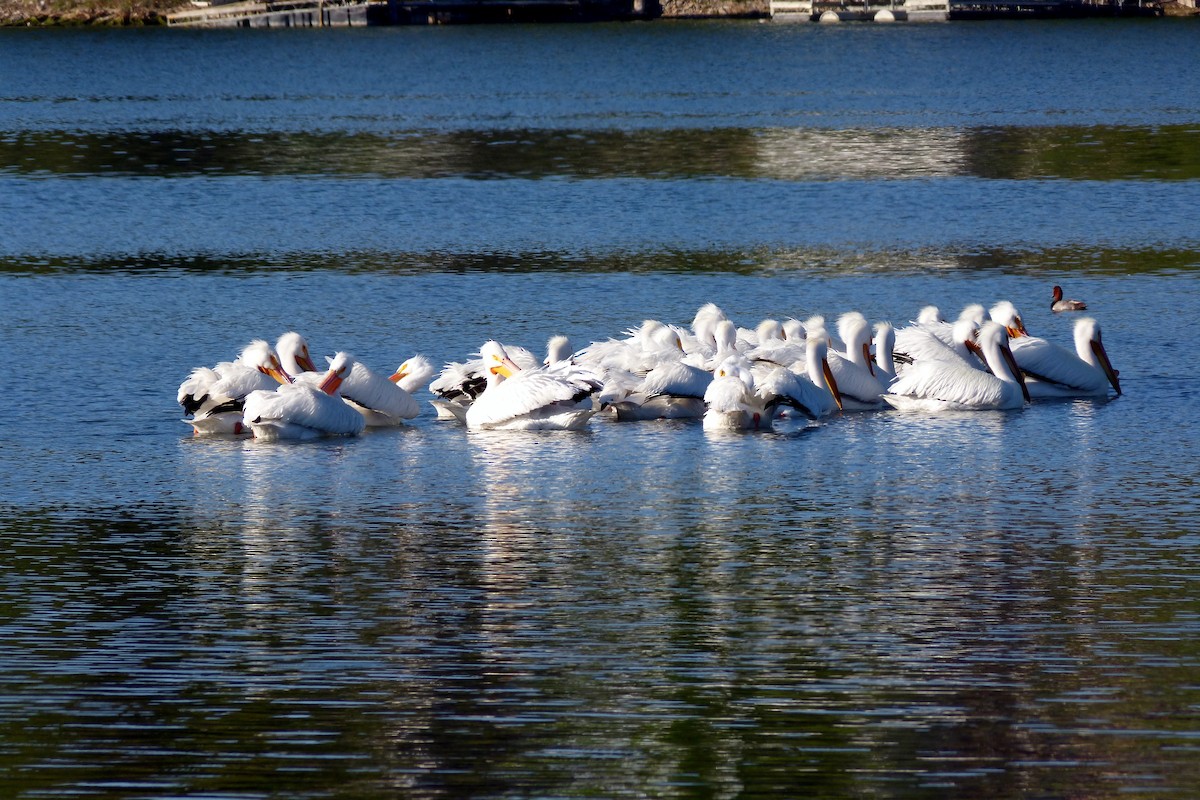 American White Pelican - Brush Freeman