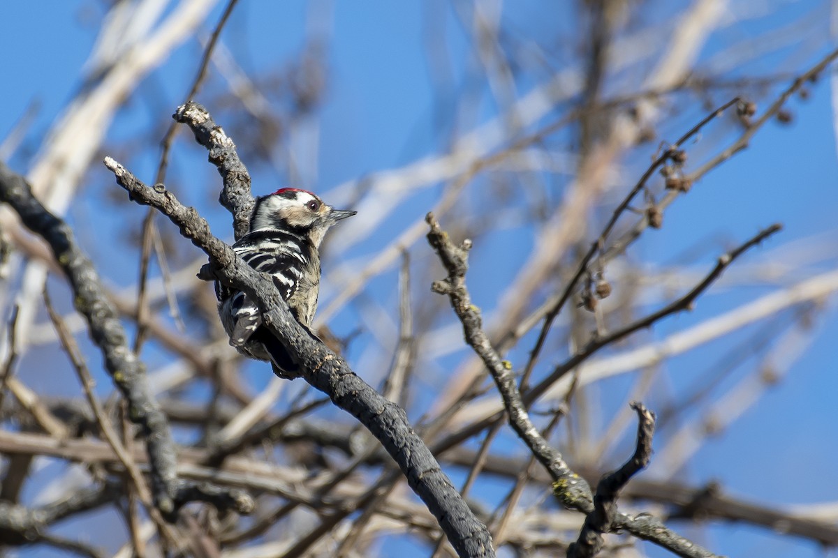 Lesser Spotted Woodpecker - ML522569841