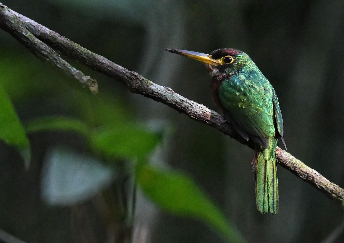 Yellow-billed Jacamar - Simon Carter