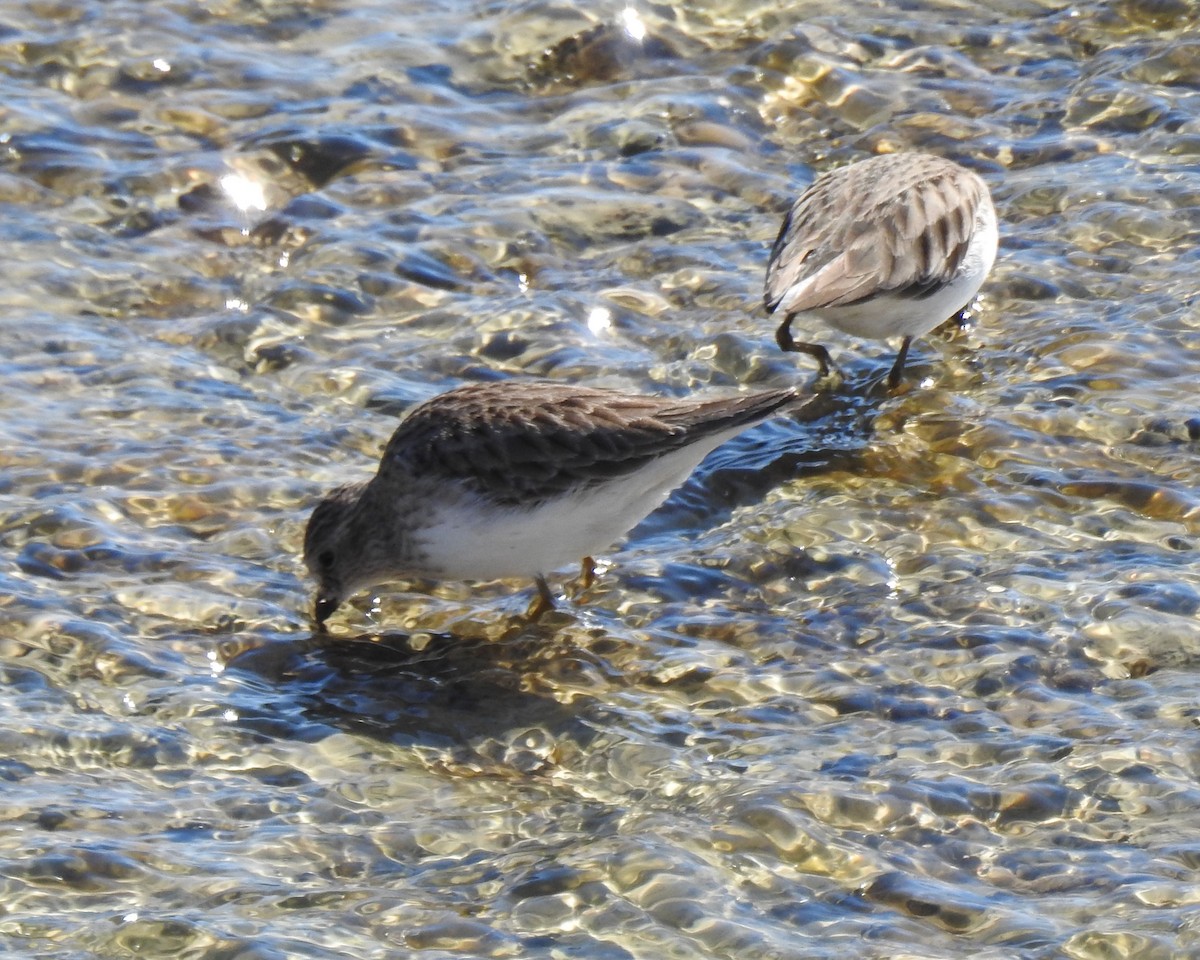 Least Sandpiper - ML522570951