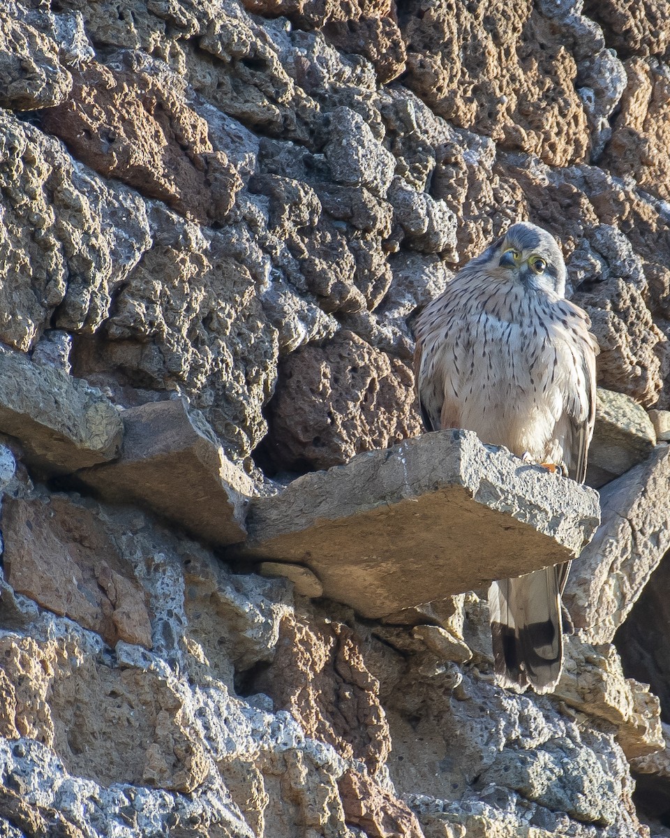 Eurasian Kestrel - Vittorio Cattelan