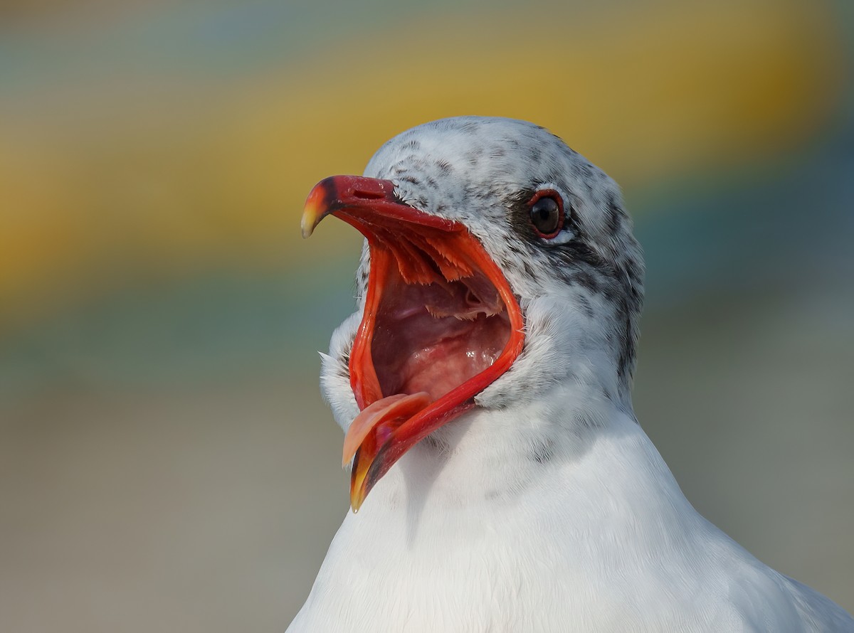 Mediterranean Gull - Rui Pereira | Portugal Birding