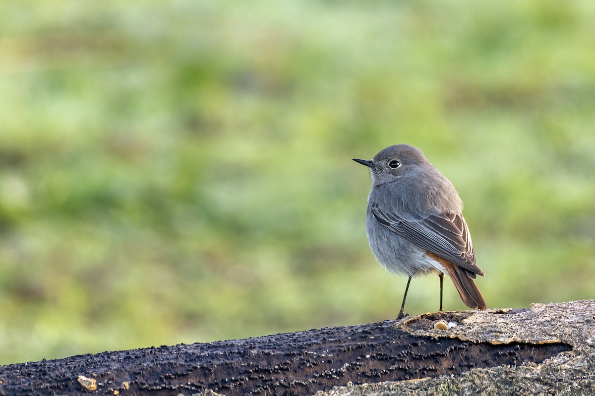 Black Redstart - ML522573671