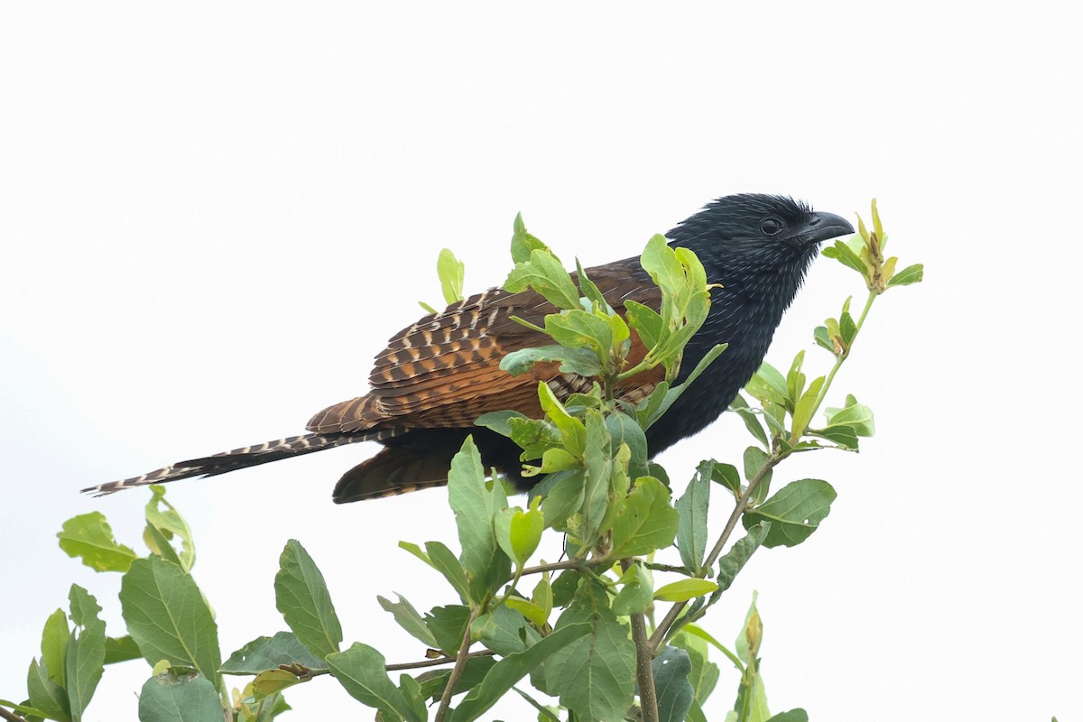 Black Coucal - ML522575401
