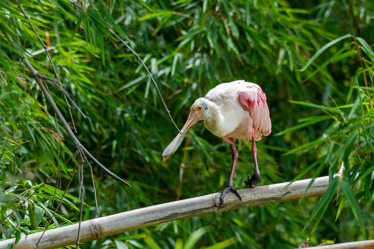 Roseate Spoonbill - LUCIANO BERNARDES