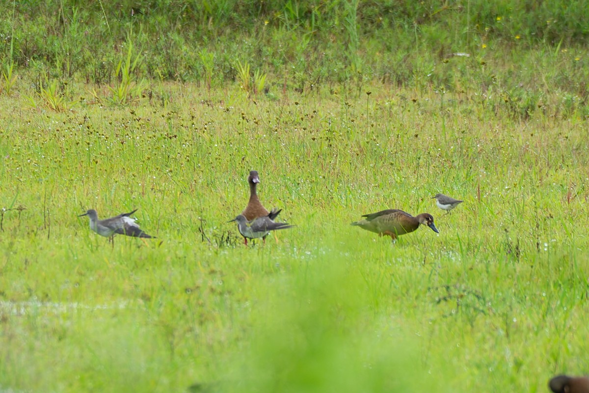 Solitary Sandpiper - ML522576101