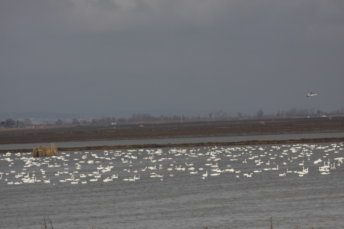 Tundra Swan - ML52257671