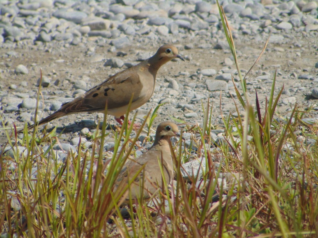 Mourning Dove - ML522578181