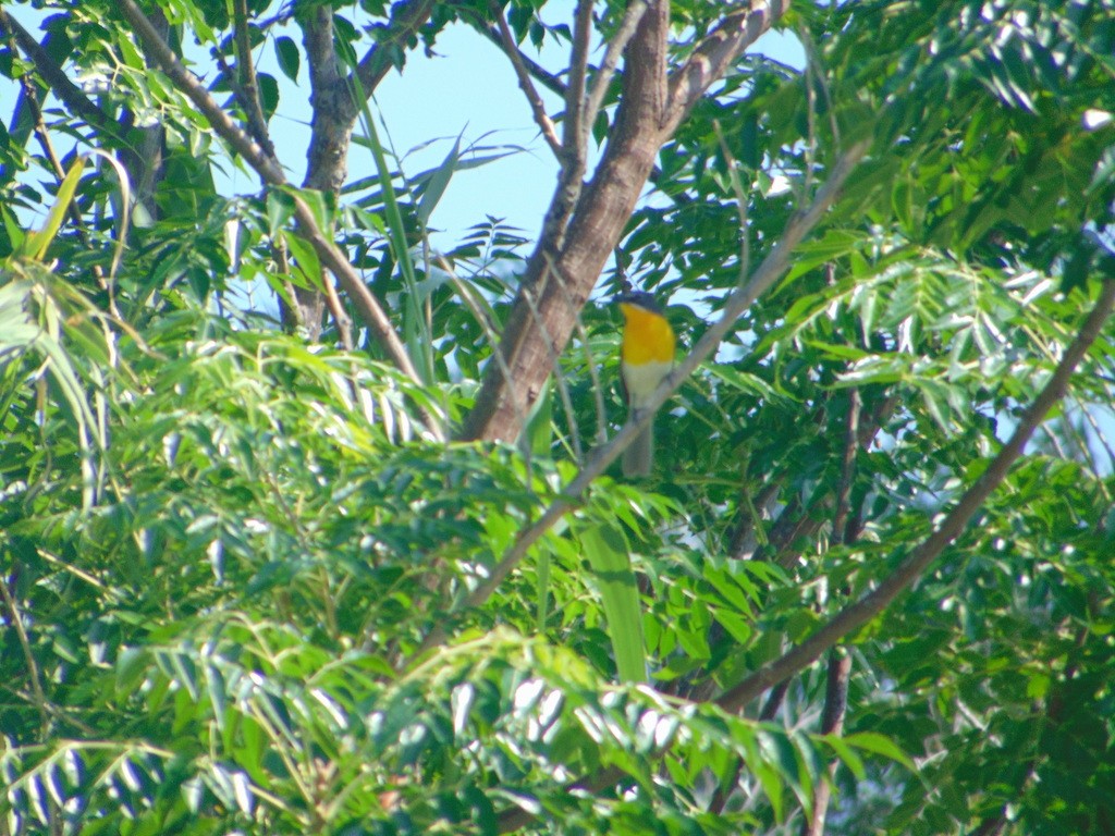 Yellow-breasted Chat - ML522578291