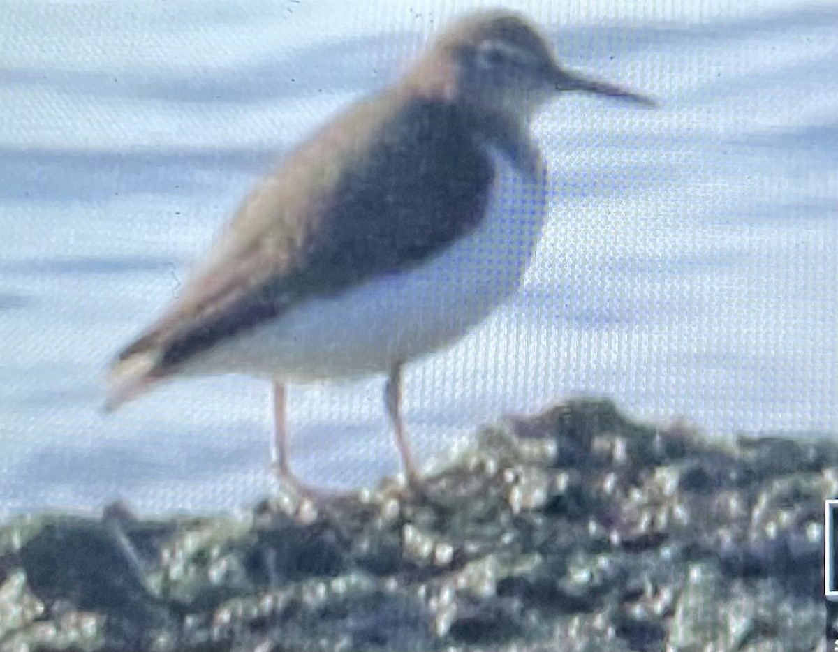 Spotted Sandpiper - ML522578981