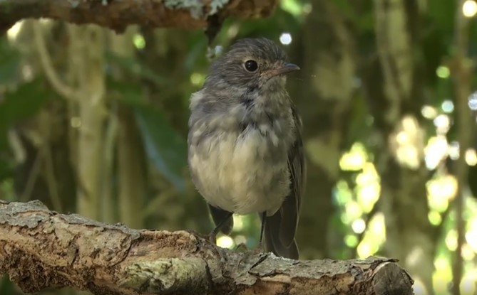 North Island Robin - Josep del Hoyo