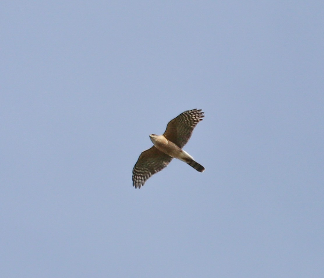 Cooper's Hawk - ML52257961