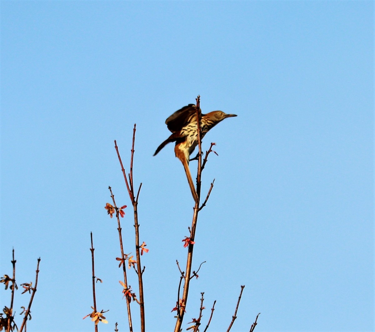 Brown Thrasher - ML52258001