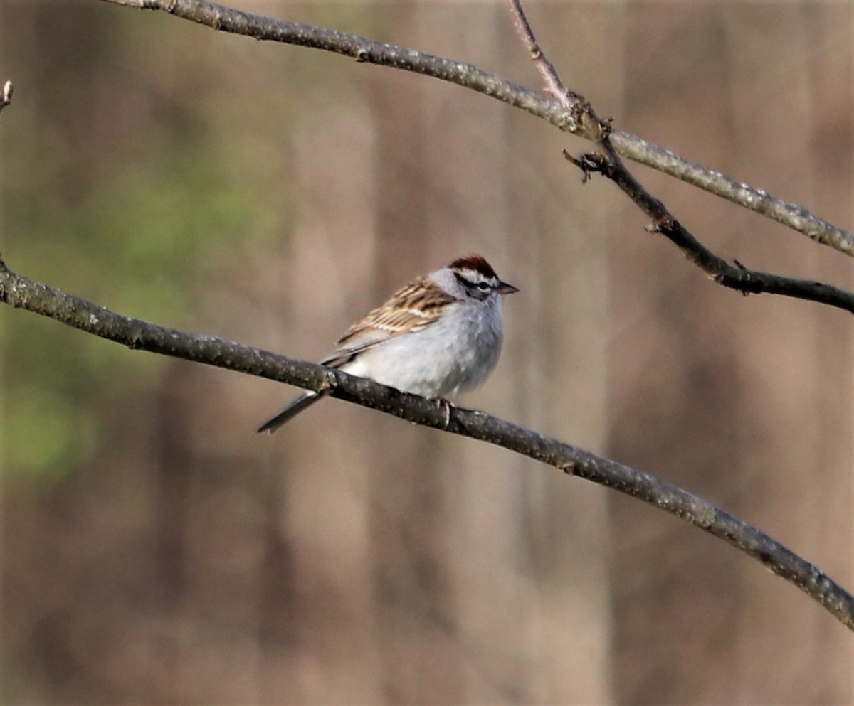 Chipping Sparrow - ML52258081