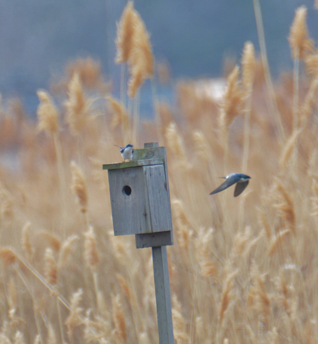 Tree Swallow - ML52258141