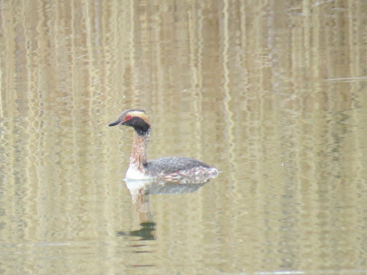 Horned Grebe - ML52258211