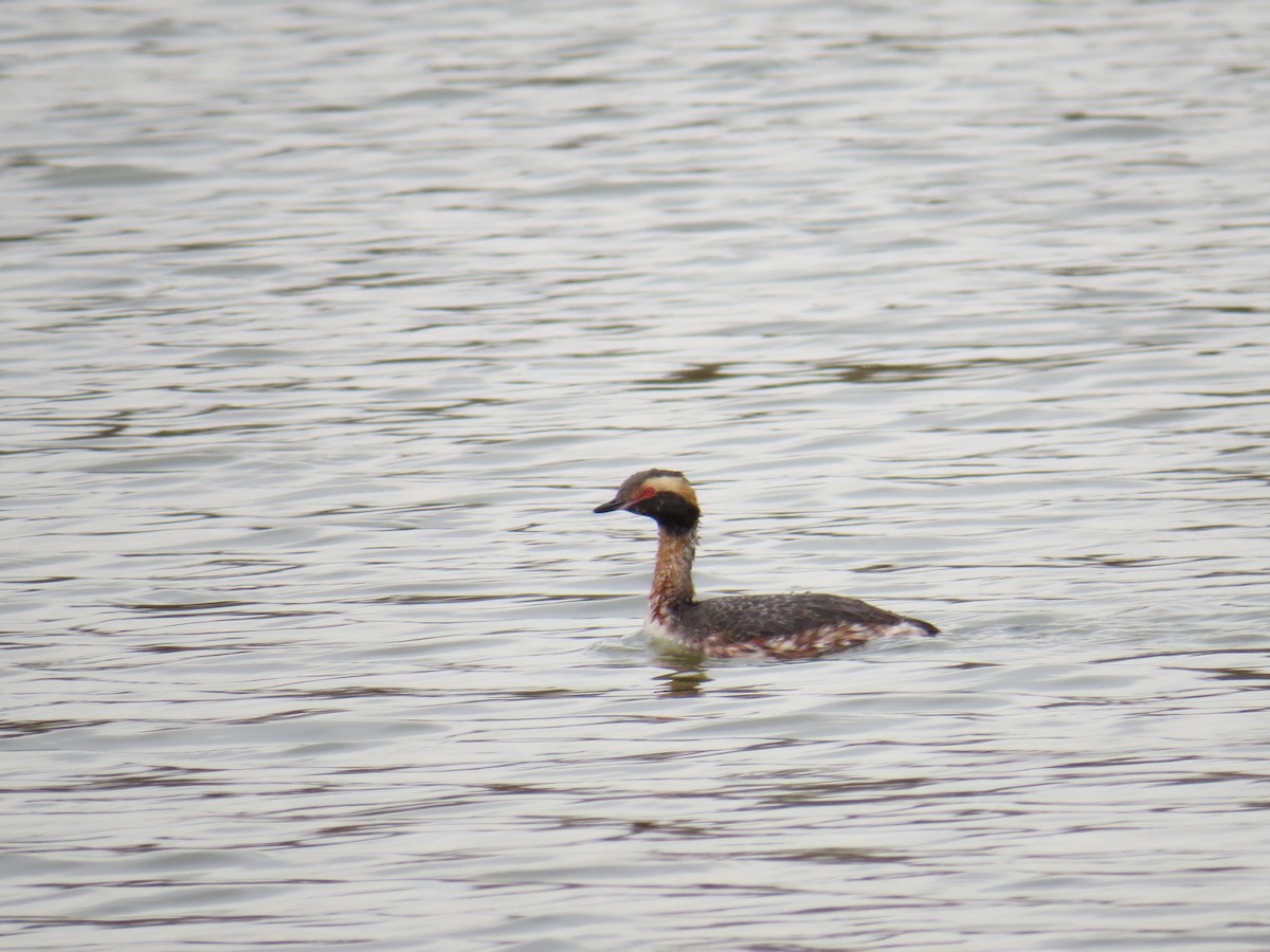 Horned Grebe - ML52258281