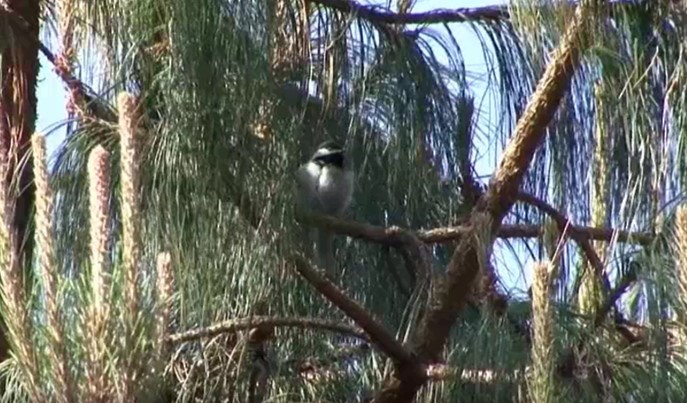 Mexican Chickadee - ML522583301