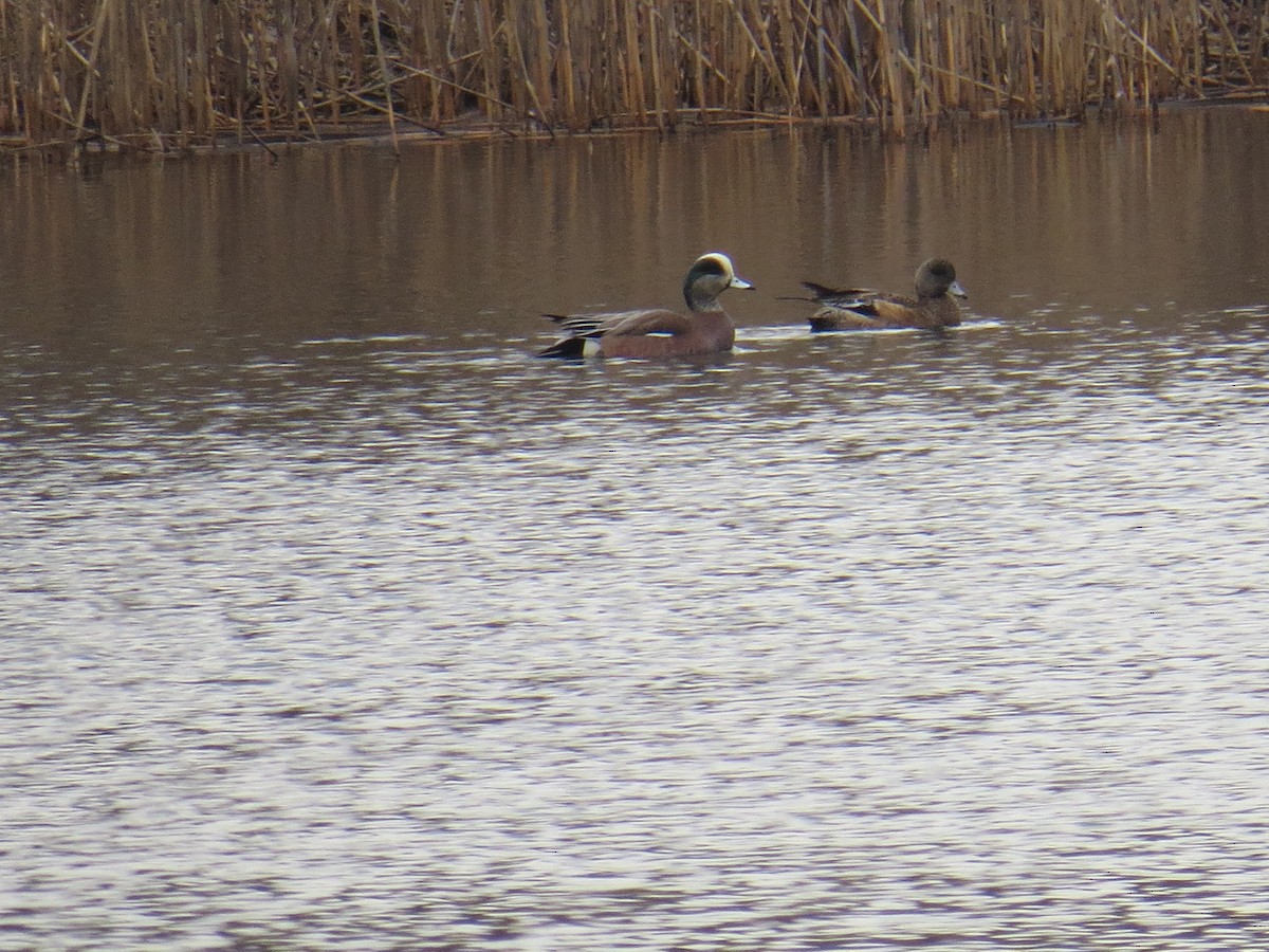 American Wigeon - ML52258441