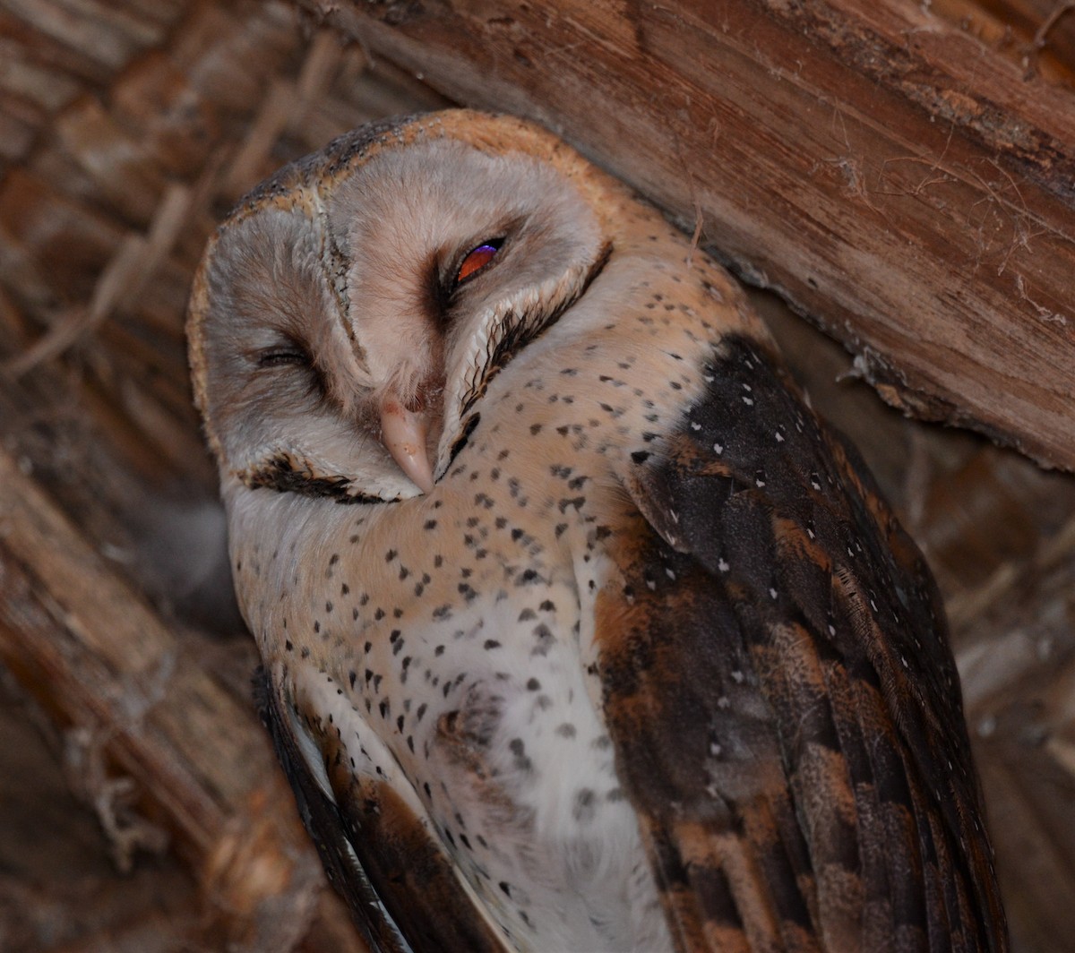 Western Barn Owl - ML522584541