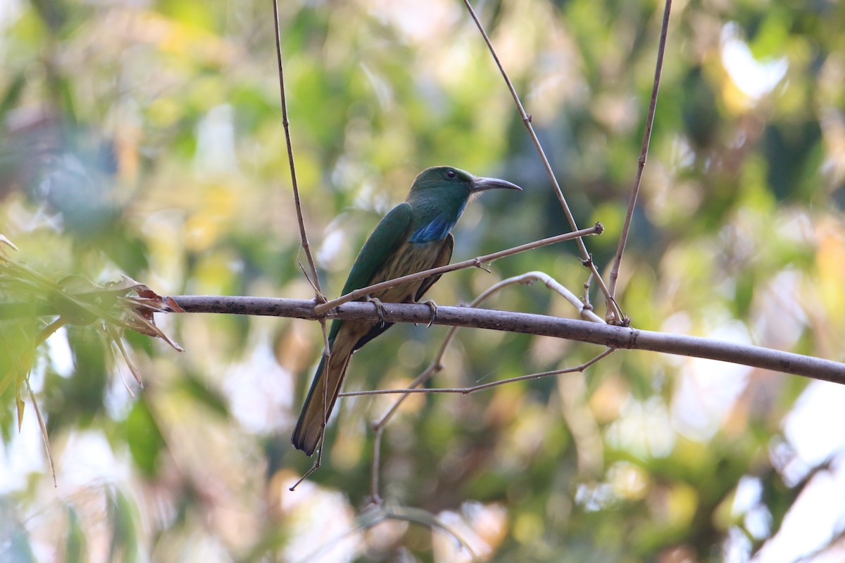 Blue-bearded Bee-eater - ML522584801