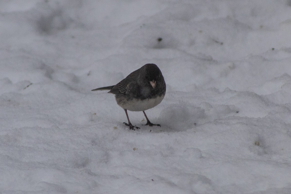 Junco ardoisé - ML522584931
