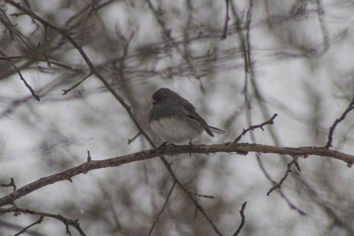 Junco ardoisé - ML522584941