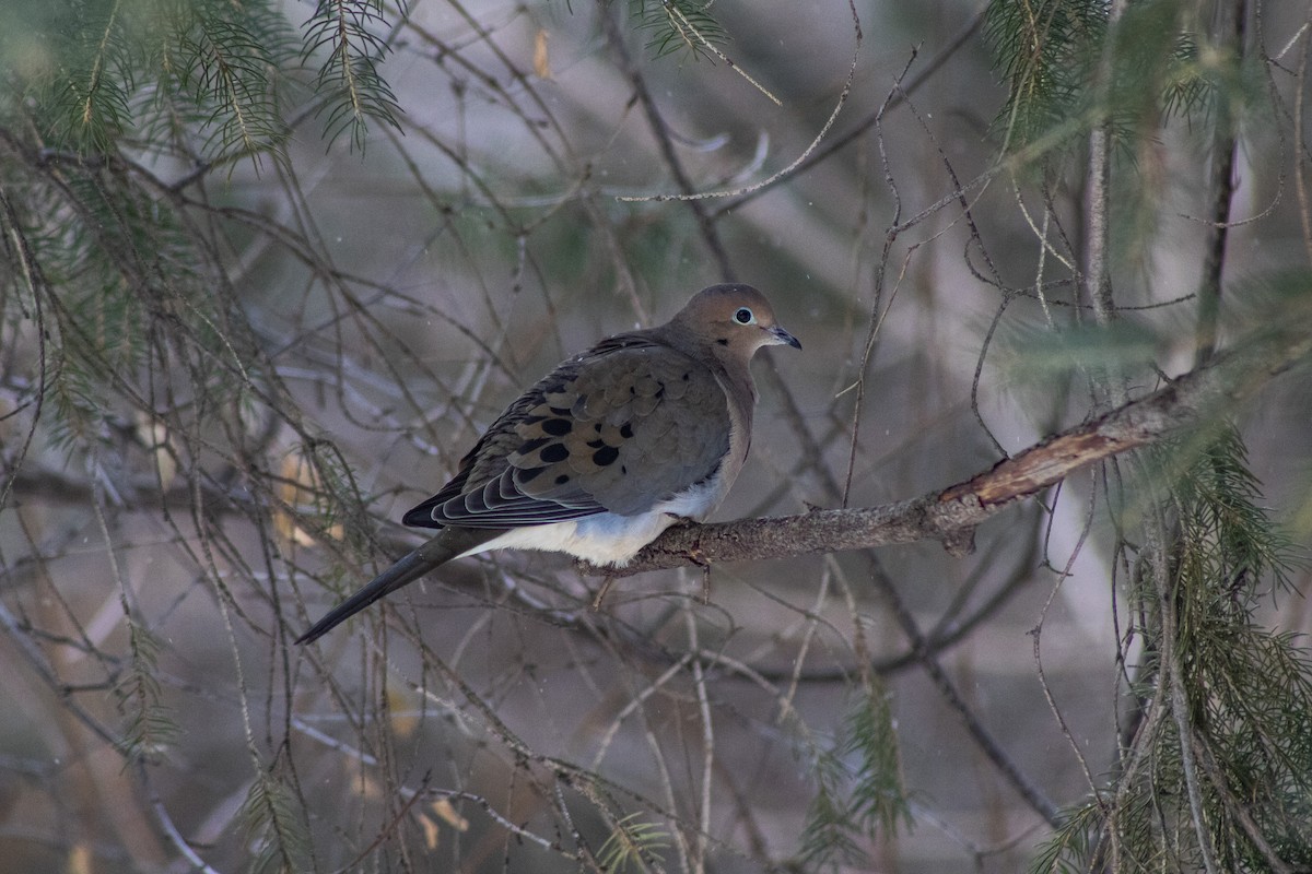 Tourterelle triste - ML522585011