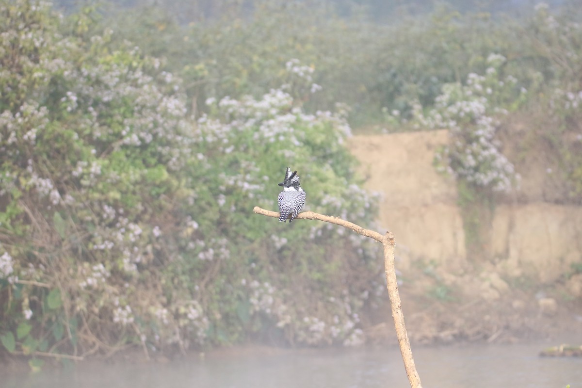 Crested Kingfisher - ML522585421