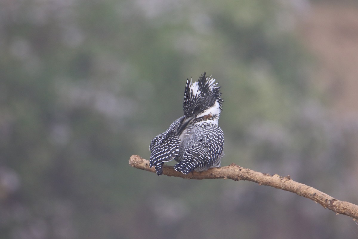 Crested Kingfisher - ML522585441