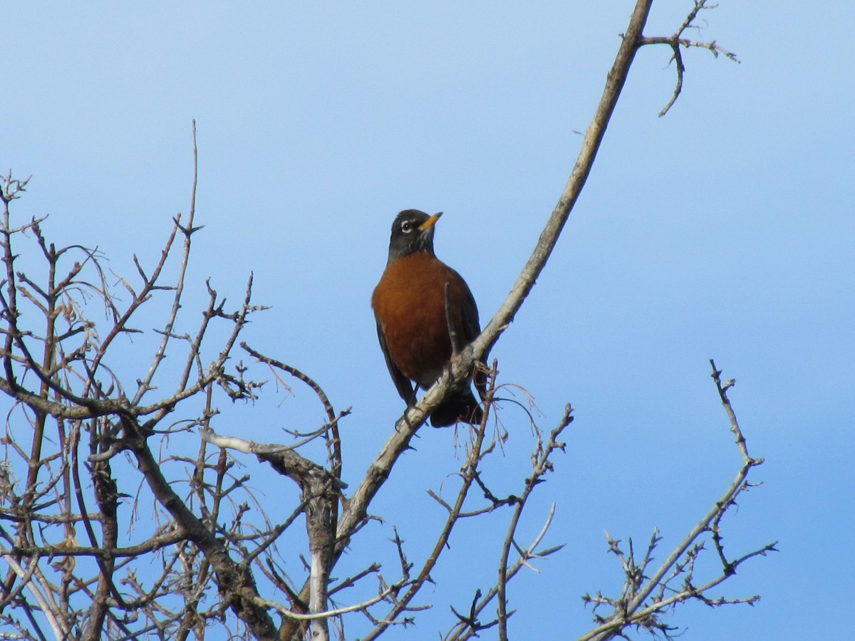 American Robin - ML52258581