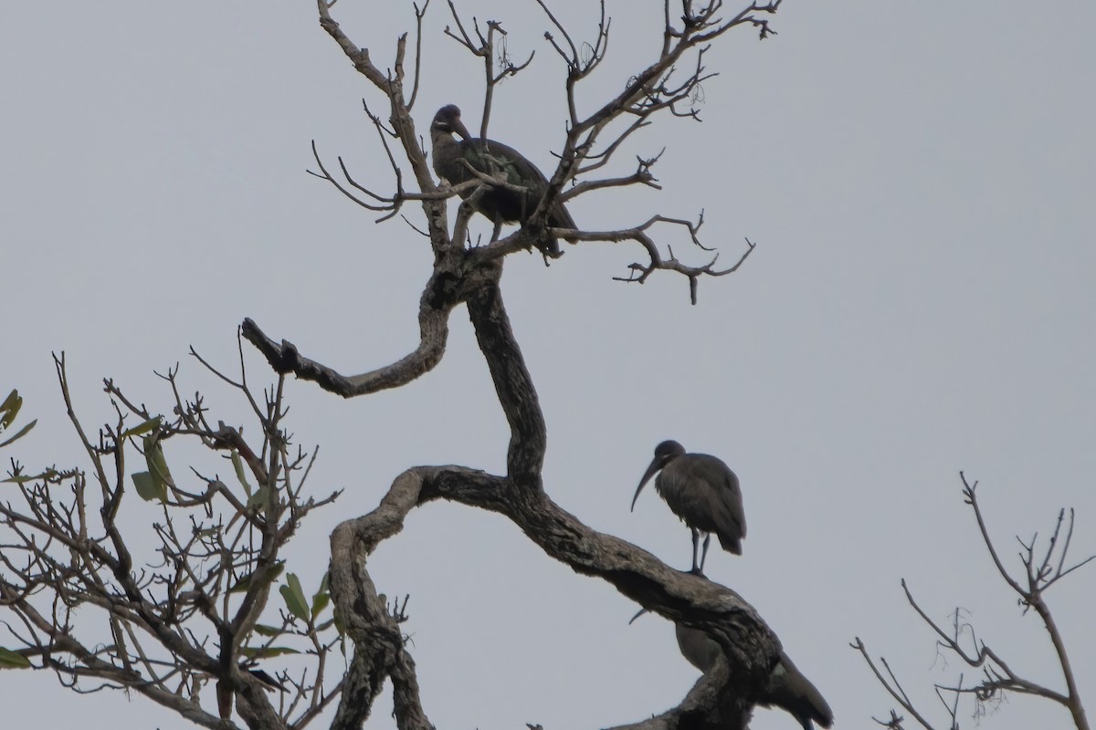 Hadada Ibis - Ibon Malaxetxebarria