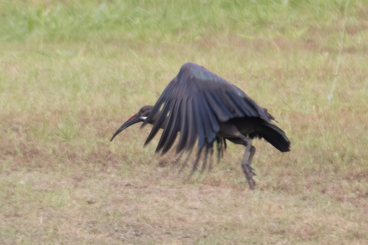 Hadada Ibis - Ibon Malaxetxebarria