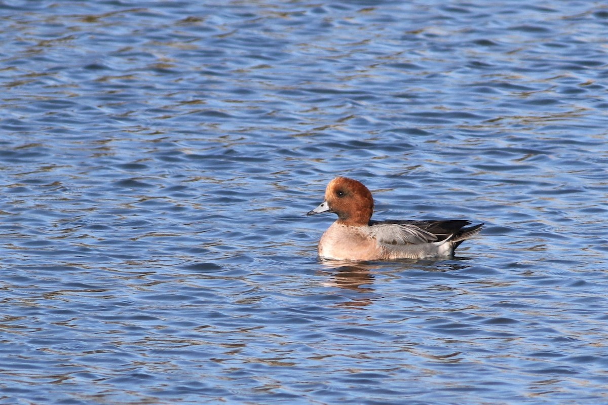 Canard siffleur - ML522587291