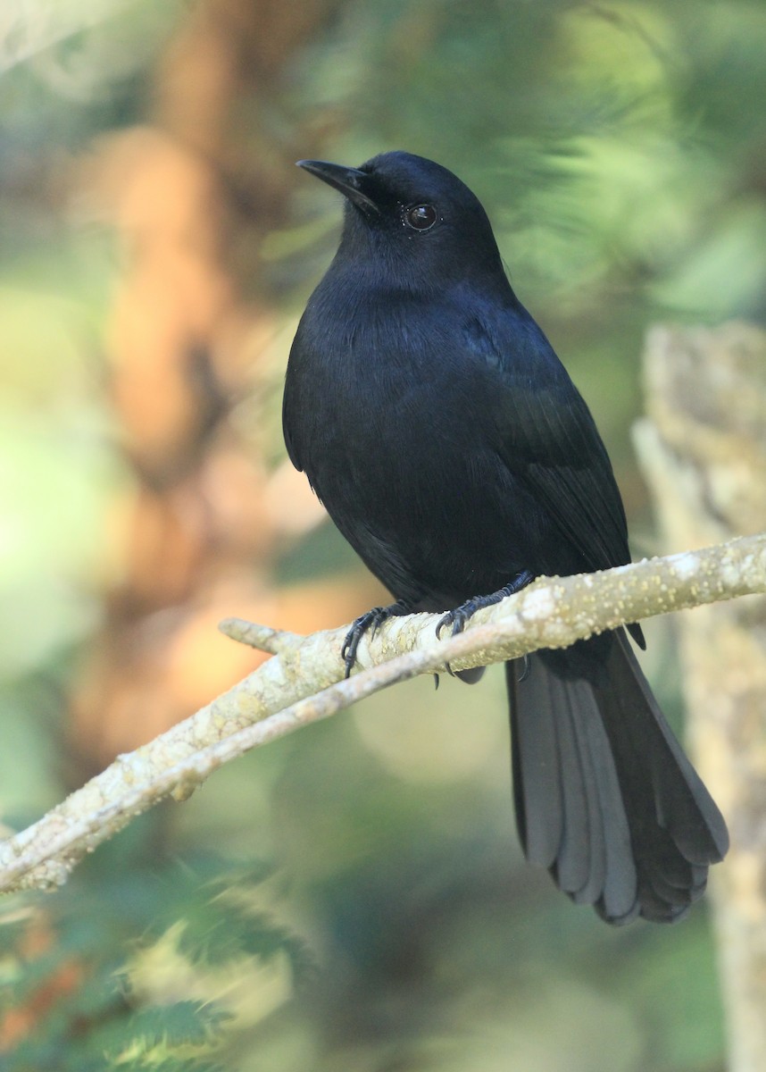 Black Catbird - ML522588531