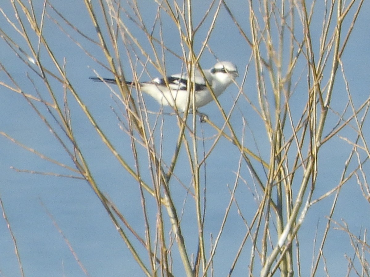 Great Gray Shrike - ML522588691