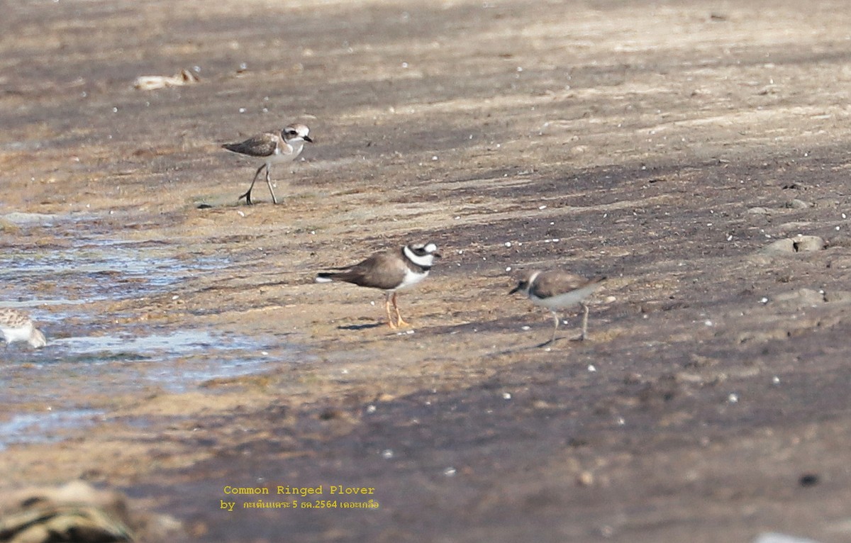 Common Ringed Plover - Argrit Boonsanguan