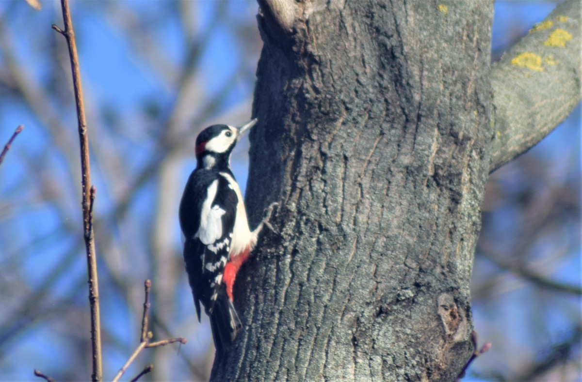 アカゲラ - ML522590561