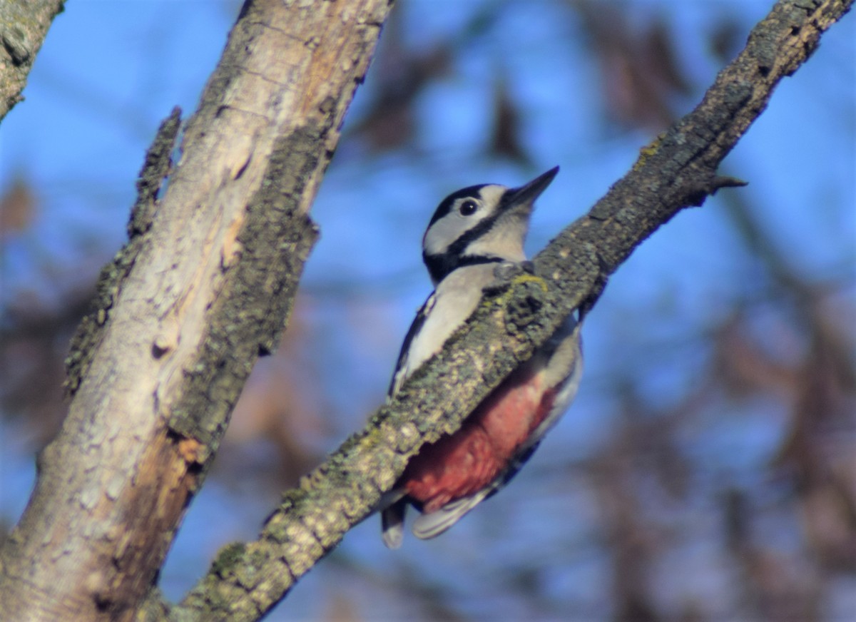 アカゲラ - ML522590621