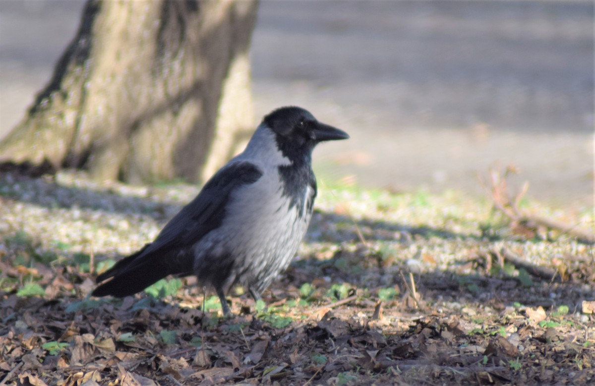 Hooded Crow - ML522590701