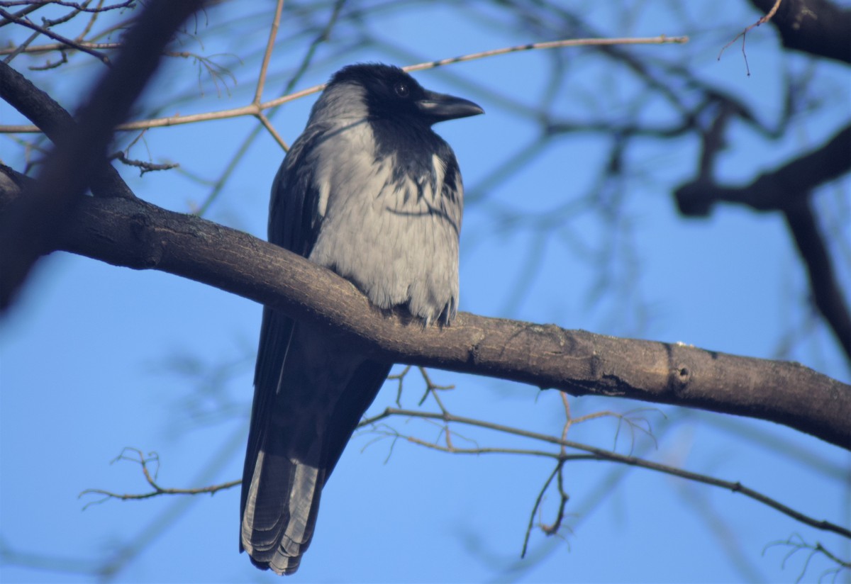 Hooded Crow - ML522590741
