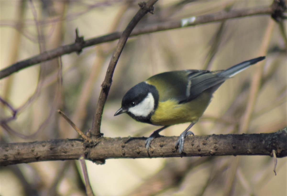 Great Tit - ML522590921